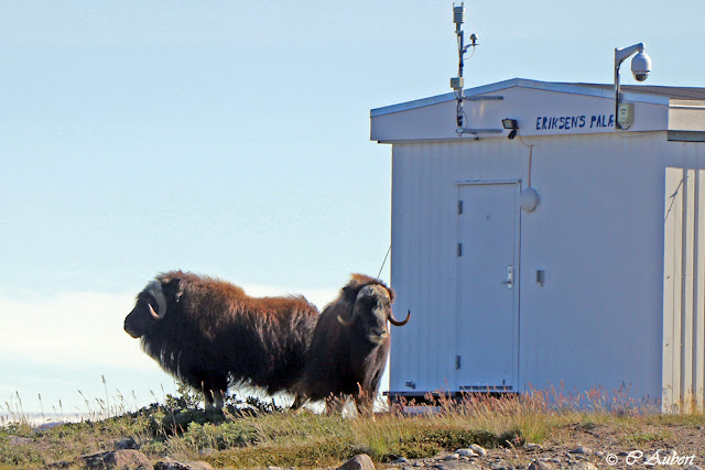 bœufs musqués,  Kangerlussuaq, Groenland