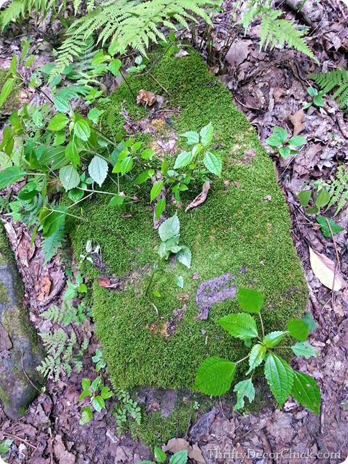 mossy rock