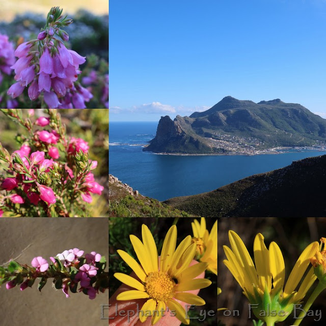 Chapman's Peak flowers in July