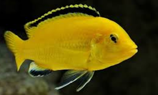 ikan lemon