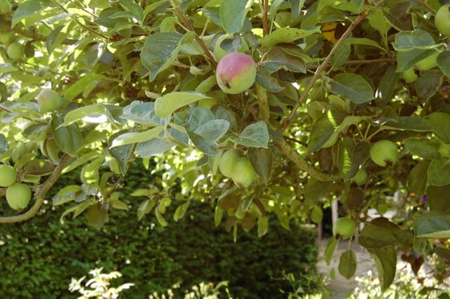 fruit appelboom