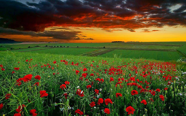  Poppy Field