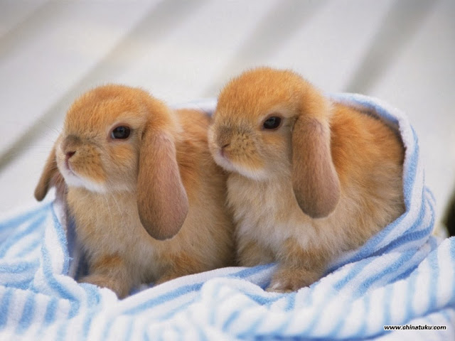 Cute rabbits 