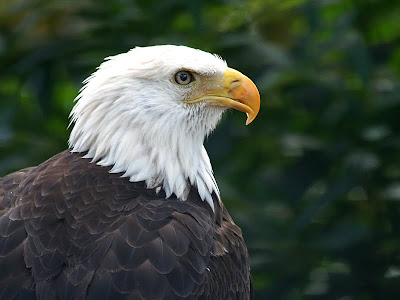 Bald eagle