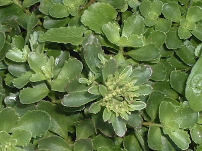 [Photo: Sedum with flower buds.]