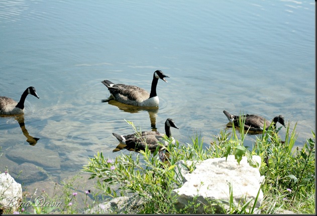 RL_CanadianGeese2_Aug2