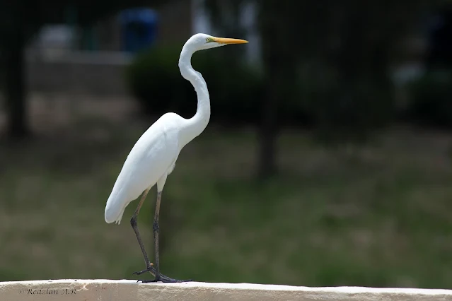 Great Eagret at Raub Lake Garden - look at the small growth 'ketuat' at the left leg - © Dr.Redzlan Abdul Rahman, All rights reserved Great Eagret at Raub Lake Garden standing a concrete platform at Taman Tasik Raub