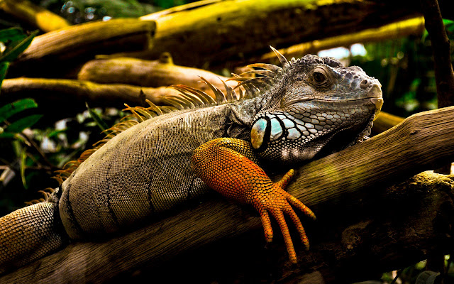 Обыкнове́нная игуана (Iguana iguana)