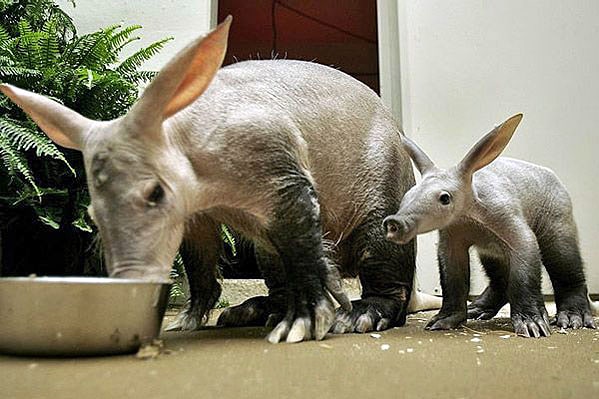 About Aardvark, Animals That Have Pig Noses And Rabbit Ears