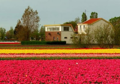 Holland Gardens and Flower