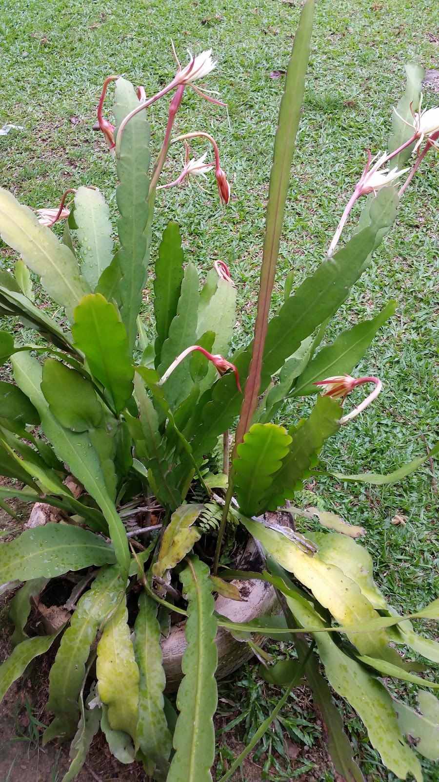 Warisan Petani: Pokok Bunga Bakawali