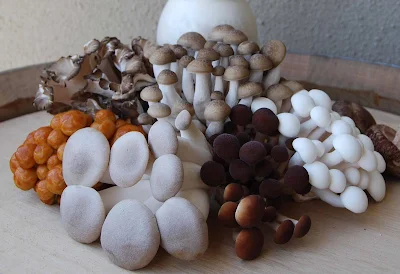 Mushroom Growing Kits India