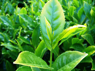 Çay (Camellia sinensis)