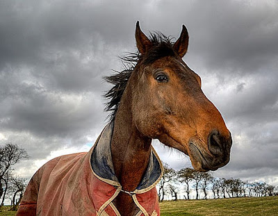 60 Stunning HDR Photos of Animals