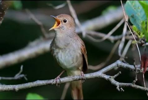 Burung Sikatan Londo