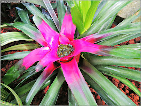 Princess Caoline en el Jardín Botánico de Montreal