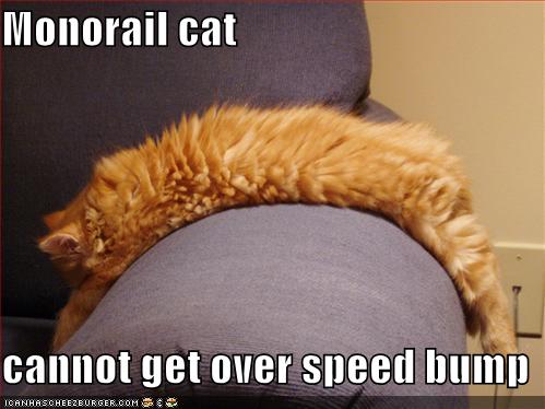 speedbump-lolcatz Lolcats Lolcat Lolcatz Lwlcaz background,