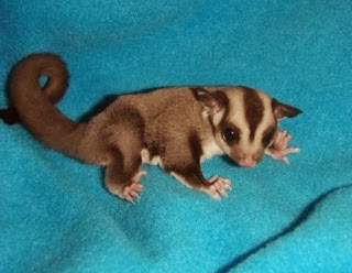 perbedaan sugar glider dan tupai terbang