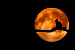 image of a cat perched on a tree in the dark with a moon in the background