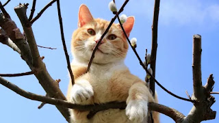 Cómo rescatar a un gato atrapado en la cima de un árbol