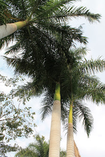 tall palm trees