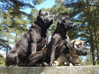 Cane Corso Wallpapers