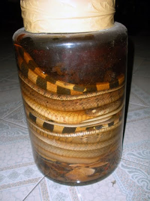 Large jar of Vietnamese Snake wine