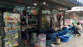 タイのローカル色の濃いペットショップ【熱帯魚の餌、ハムスター、文鳥の餌】
