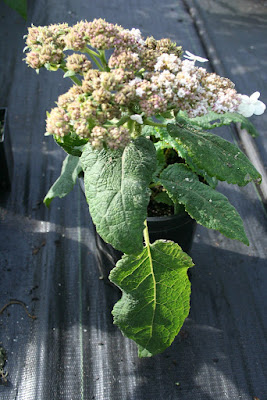 Hydrangea sargentiana care and culture