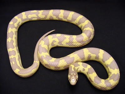 Banana King Snake Photos
