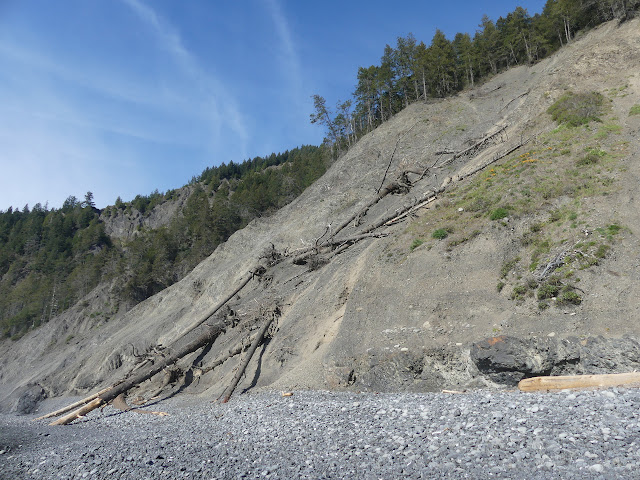 trees coming down the slope