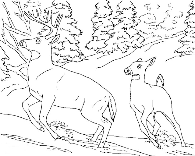 Realistic deer animal coloring pages for kids