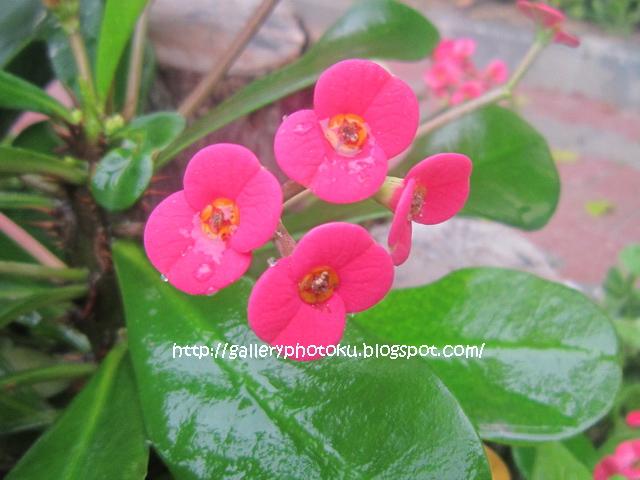 gallery photoku Bunga  Euphorbia 