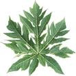 daun pepaya