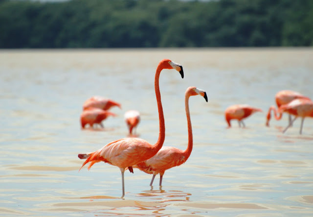 Flamingos Couple Hd images - Flamingos two Flamingos images - Flamingos pics gallery - beautiful Flamingos HD Wallpaper - Flamingos 2017