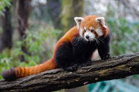 Red Panda Trans-Boundary Conservation