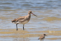 Hudsonian Godwit, Macarico de bico virado, Brazil ,Feb.-2011 © Claudio Dias Timm