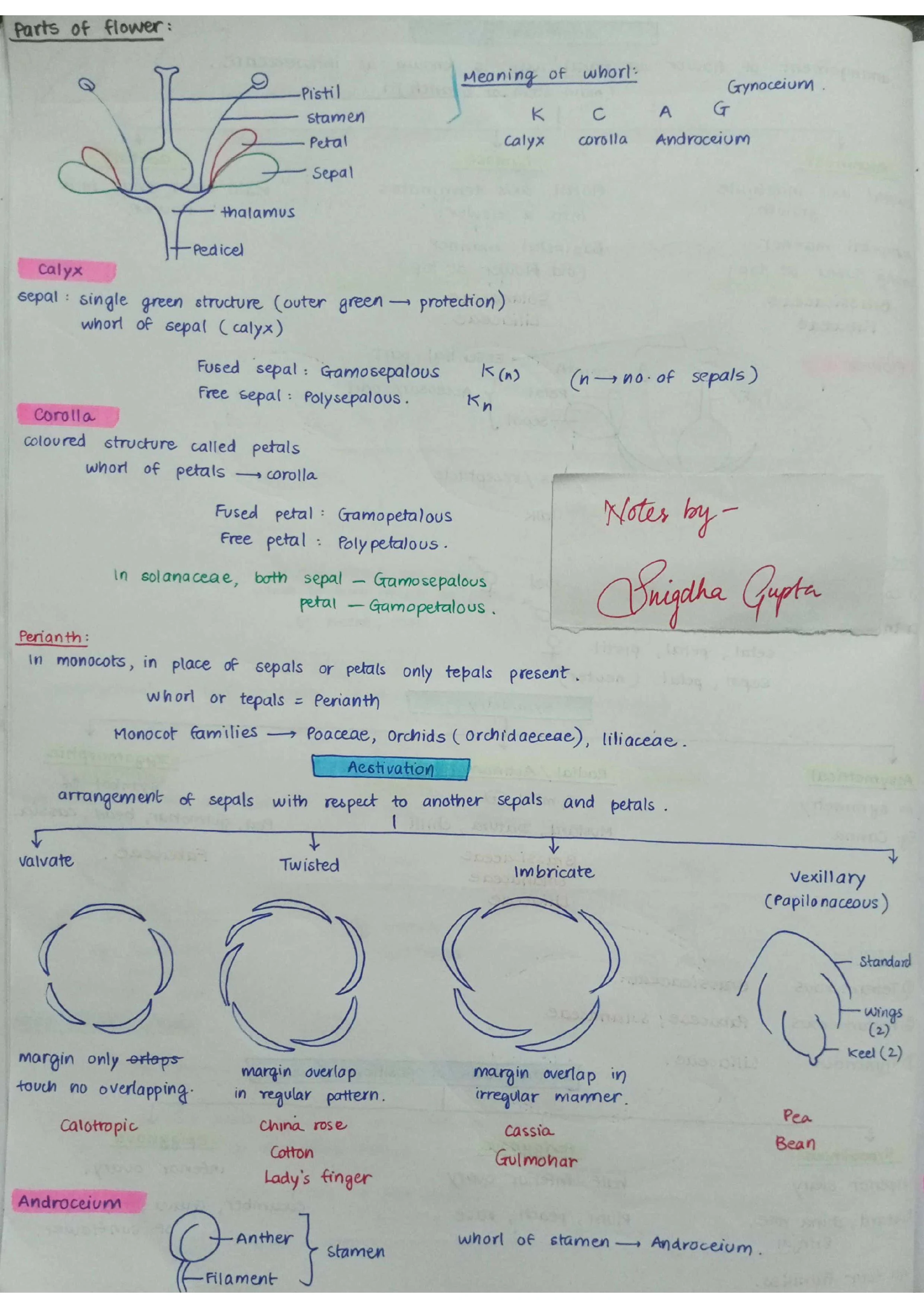 Morphology of Flowering Plants - Biology Short Notes 📚