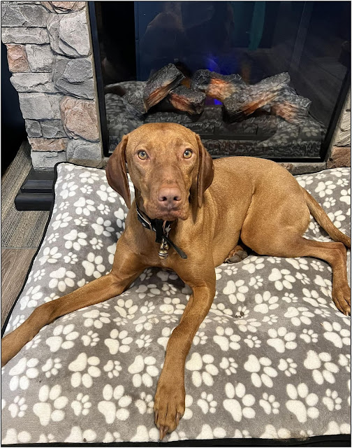 vizsla