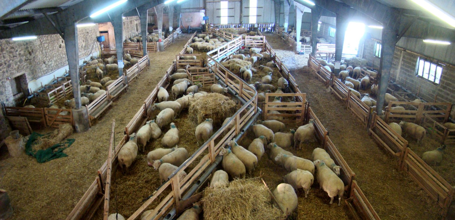 A Sheep Farm in France