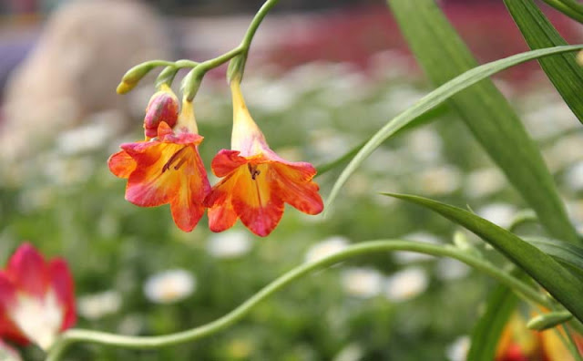 Freesia Flowers Pictures