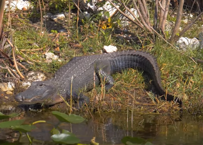 Places where you can find Wild Alligators