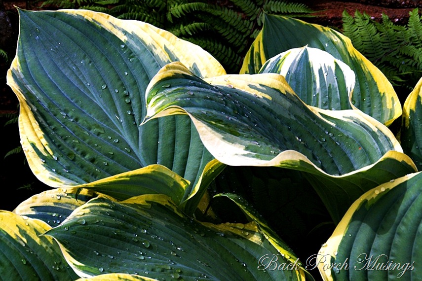 hosta9