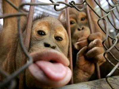 funny orangutan photo poking tongue out through cage