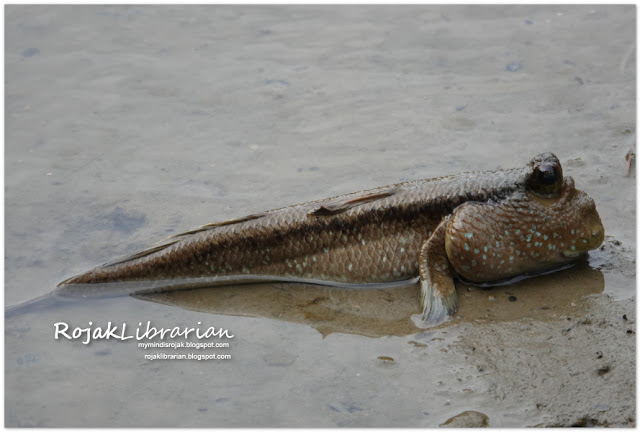 Mud skipper