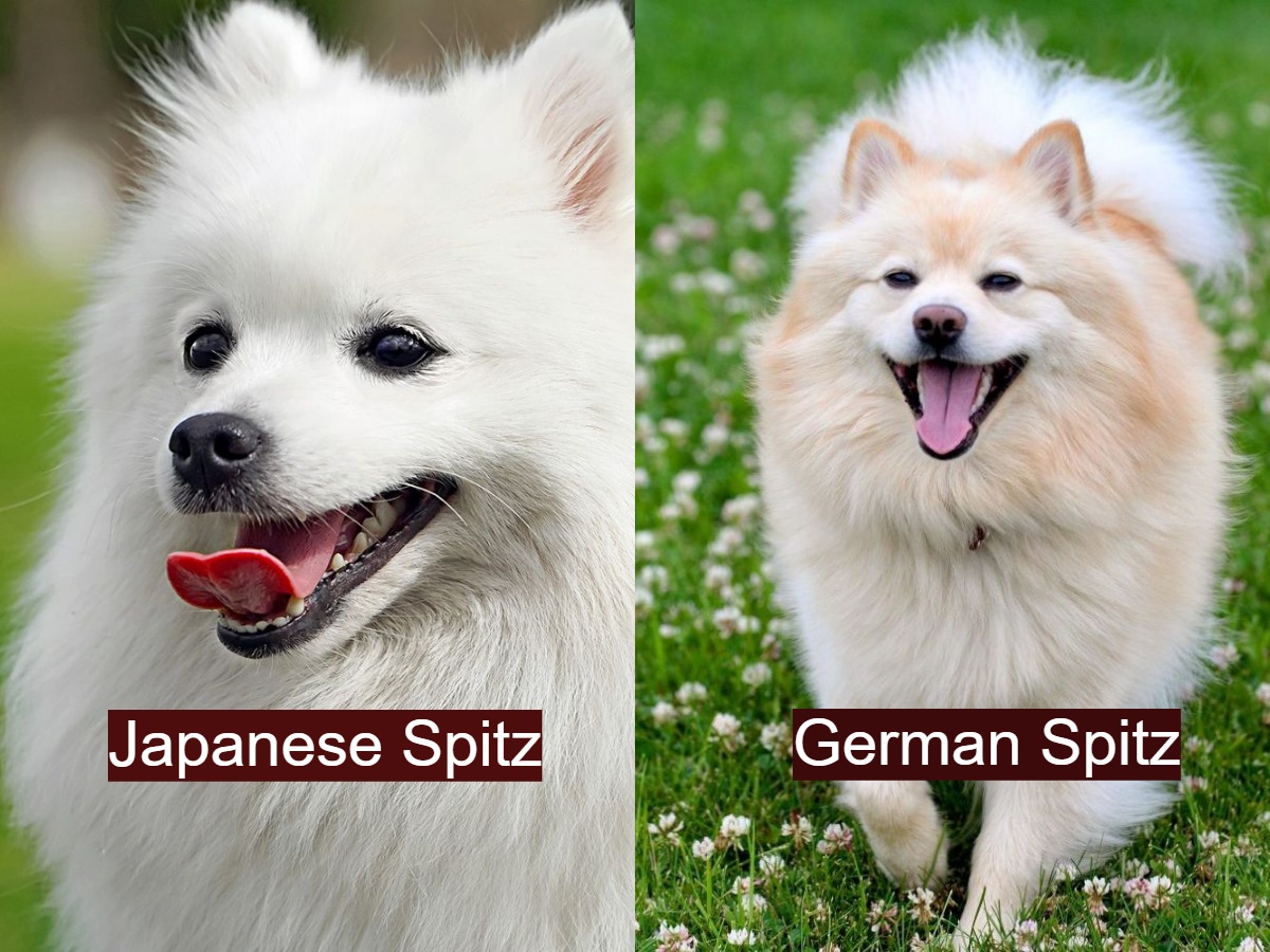 Japanese Spitz vs German Spitz: Facial Appearance