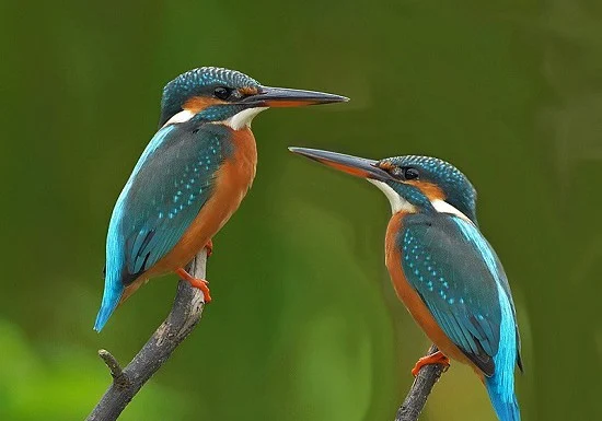 Bangladesh Birds Pictures - Best Birds Pictures - Beautiful Birds Pictures & Wallpapers Download - birds picture - NeotericIT.com