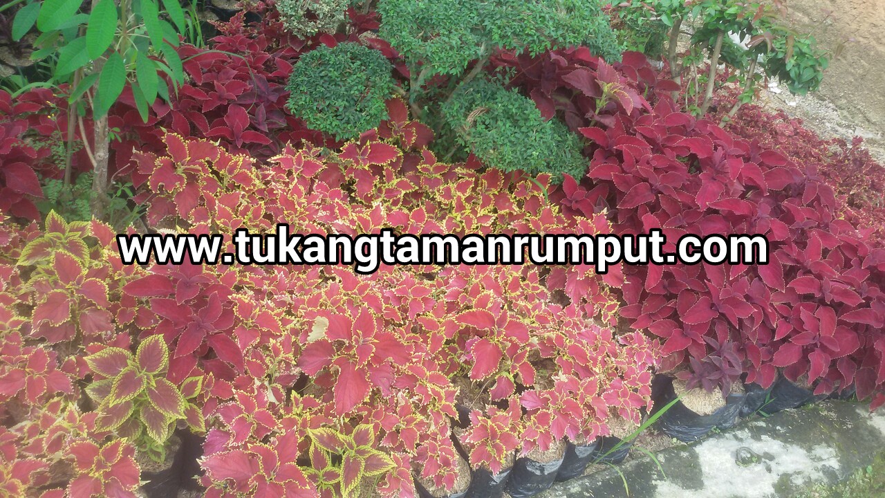 Jual pohon miana beraneka warna daun TUKANG TAMAN