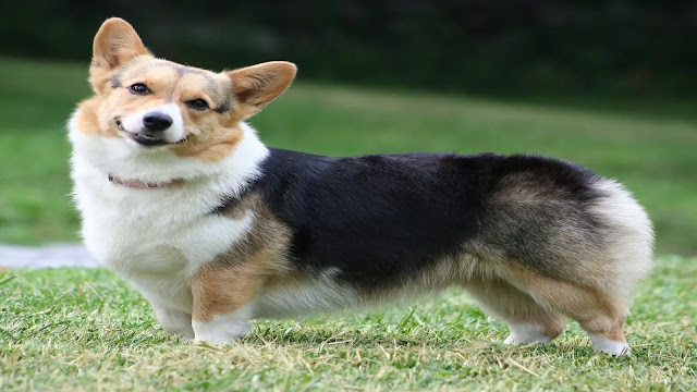 Pembroke Welsh Corgi