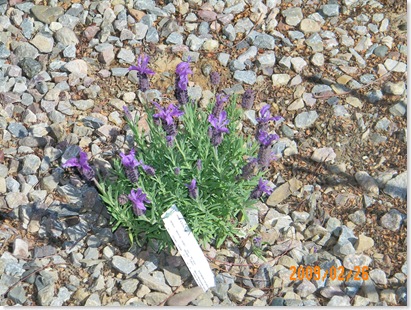 lavender winter bee